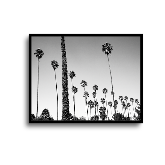 Palm Paradise